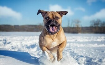 Pit Bull Widescreen Wallpaper