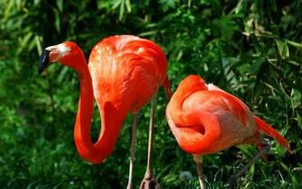 Flamingo Wallpaper