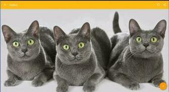 Korat Cat Wallpaper For Android Apk