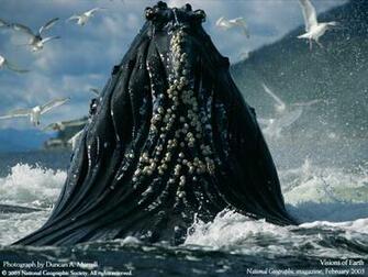 Wallpaper Pc Nature National Geographic