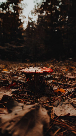 Brown Aesthetic Background Wallpaper