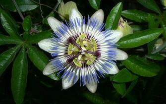 Large Size Wallpaper Flower