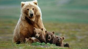 Animals Full HD Wallpaper 1080p Desktop Background