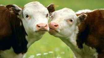 Cow Wallpaper
