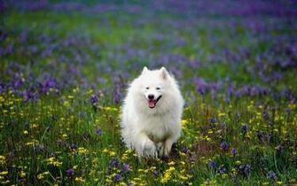 Samoyed HD Wallpaper Background Image Id