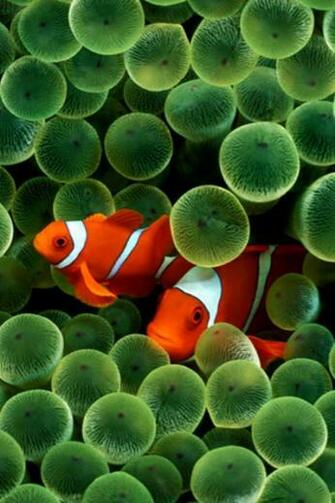 Original iPhone Clownfish Wallpaper The Faq