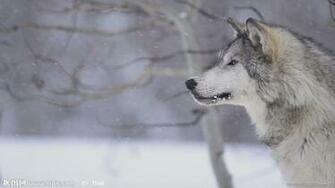 Close Window Home Gray Wolf Background Wallpaper For Windows