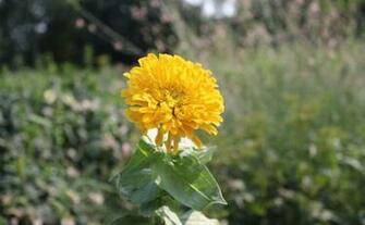 Labels Flowers Pictures Wallpaper Zinnia