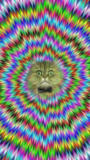 Background For Cat Wallpaper iPhone