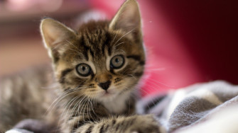 Cute Kitten Desktop Wallpaper