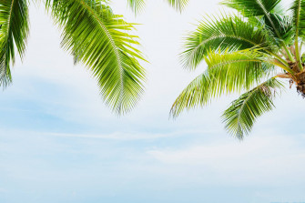 Coconut Tree Wallpaper