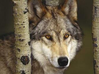 Fondos De Lobo Encerrado Pantalla