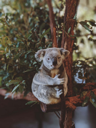 Cute Animal iPhone Wallpaper
