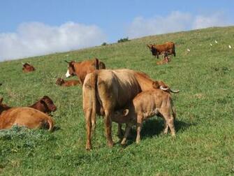 Top Beef Cattle Breeds Wallpaper