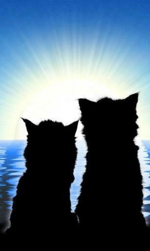 Bigger Romantic Cats Live Wallpaper For Android Screenshot