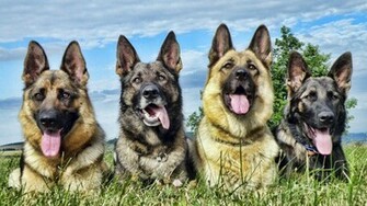 German Shepherd Desktop Background Wallpaper High Definition