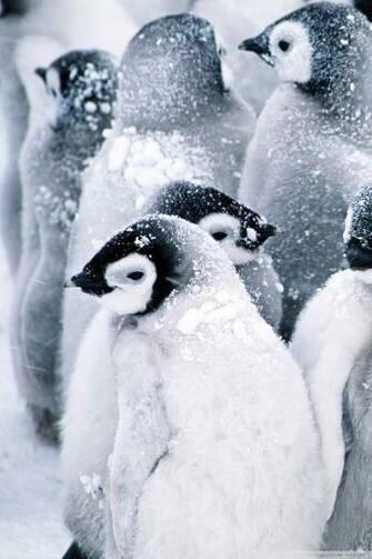 Baby Penguin Wallpaper Sf