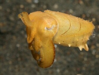 Cephalopod Octopus Squid Cuttlefish Wallpaper