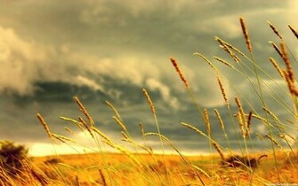 Summer Wallpaper HD
