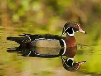 Wood Duck Wallpaper