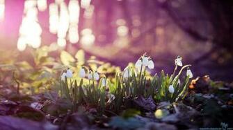 Early Spring Wallpaper HD