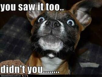 Funny And Crazy Dogs Wallpaper