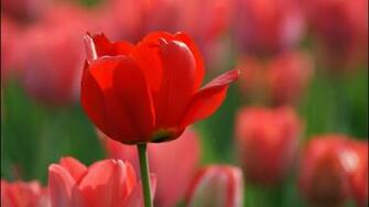 Red Tulips Wallpaper