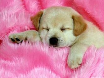 Cute Dogs Wallpaper High Definition