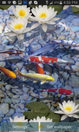Fish Swim In Freshwater 3d Live Wallpaper For Your