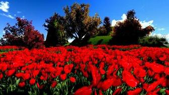 Red Flower HD Wallpaper
