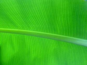 Palm Leaf Wallpaper Banana By Sassenach