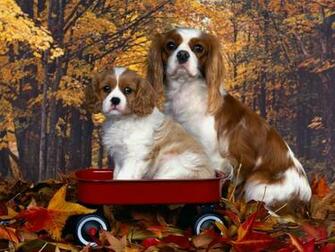 Cavalier King Charles Spaniels Spaniel
