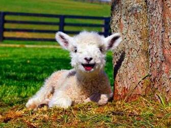 Wallpaper Beautfiul Animals