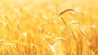 Syria S Wheat Production Lowest In Years Un