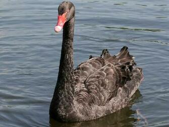 Black Swan Bird Wallpaper Desktop