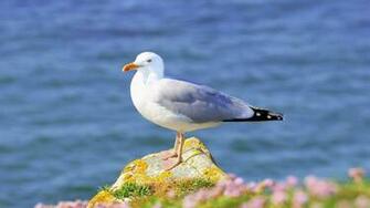Seagull HD Wallpaper Background Image Id