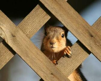 Cute Baby Squirrel HD Wallpaper In Animals Imageci