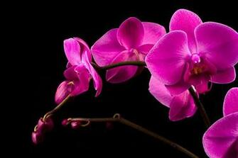 Pink Orchid High Quality And Resolution Wallpaper On