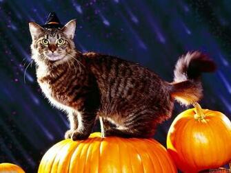 Halloween Cat Wallpaper Open Walls
