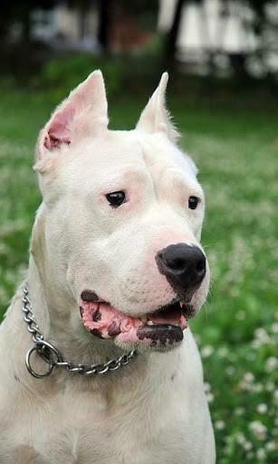 Argentine Dogo Wallpaper For Android By Egor