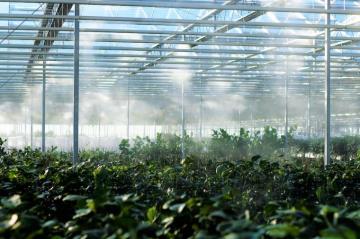 Greenhouse Pictures Image