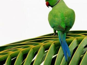 Parrot Wallpaper HD Pictures Image Background