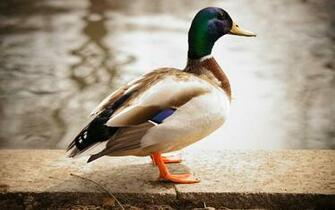 Mallard Duck Wallpaper
