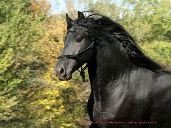 Friesian Horse Pictures