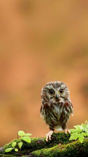 Owl iPhone Wallpaper Baby Owls
