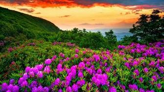 Spring Beauty Sky Nature Earth Graphy HD Wallpaper IwallHD
