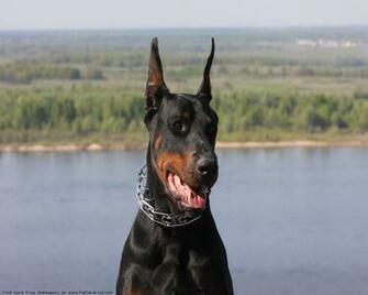 The Doberman Dog Desktop Wallpaper Pictures Online For Pc