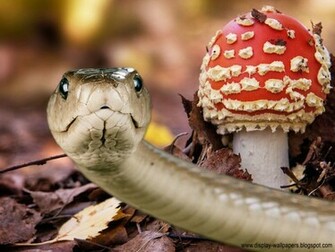 Wallpaper Snake HD