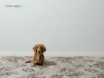 Wallpaper Miniature Dachshund