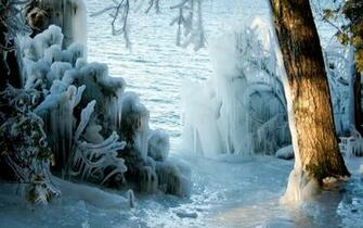 Trees Forest Wood Ice Storm Winter Seasons Sunlight Zing Wallpaper